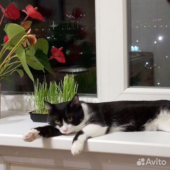 Котик в добрые руки