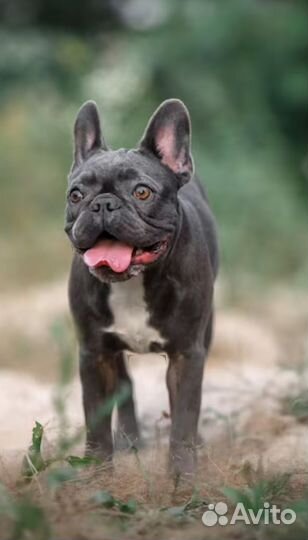 Мальчик голубой