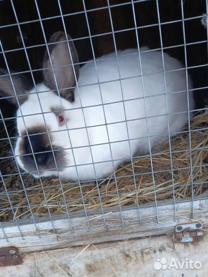 Кролик самка калифорнийской породы