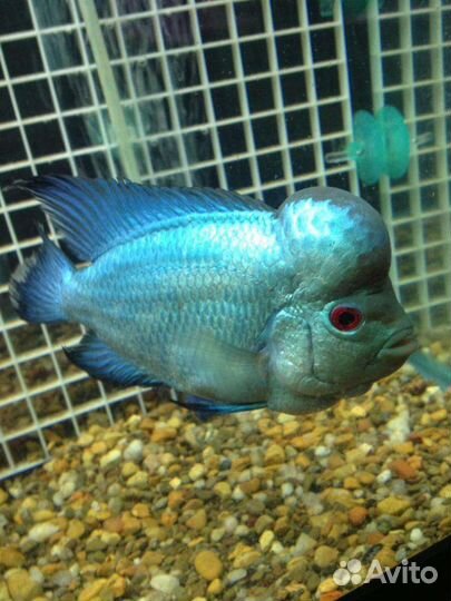 Попугаи,Сомы,Боции,Скаты,Змеегол, Коридор.Скалярия