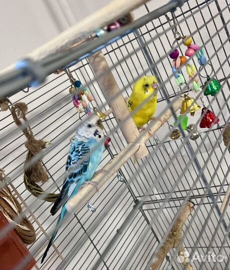 Два попугая волнистых девочка и мальчик с клеткой