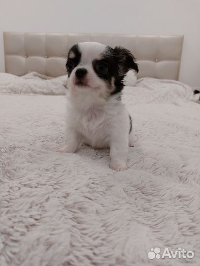 Чихуахуа девочка 2 месяца