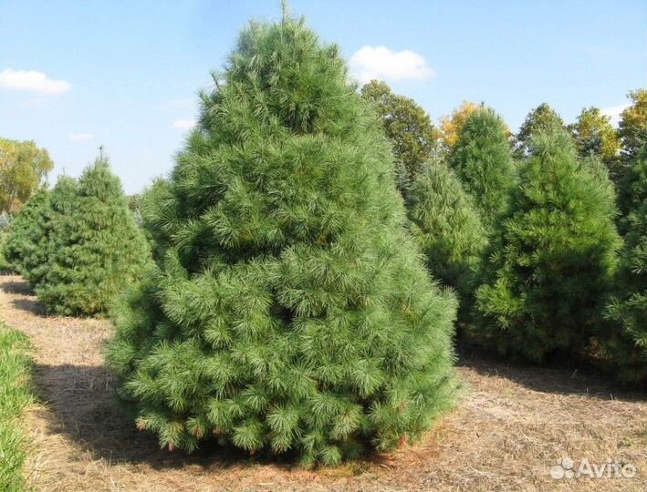 Сосна веймутова