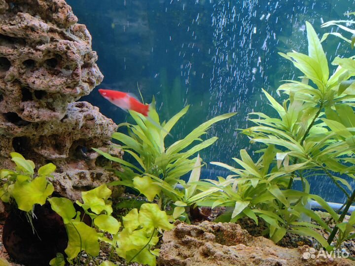 Меченосцы кои