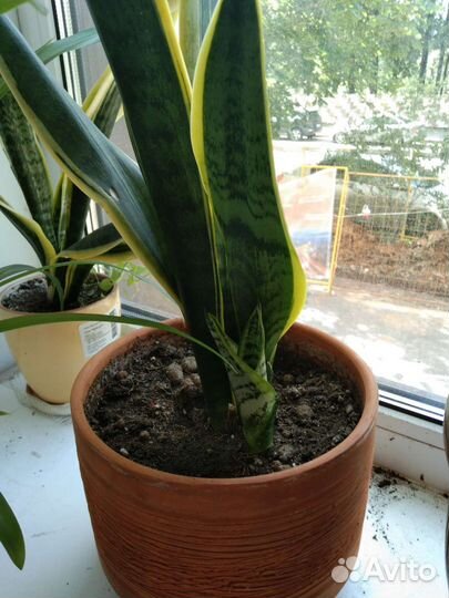 Сансевиерия сортовая с боковым отростком