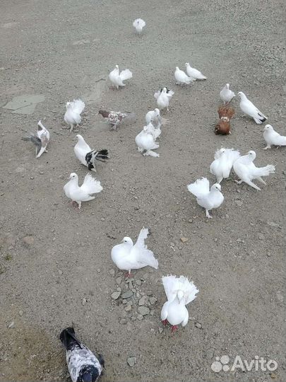 Голуби домашние