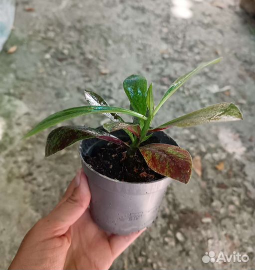 Комнатные растения(синадениум, питахая, панданус)