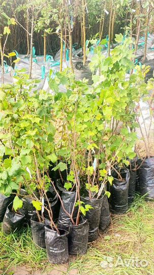 Саженцы Малины,Смородины,голубики, жимолости