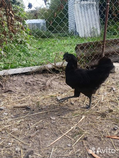 Петух ухейилюй