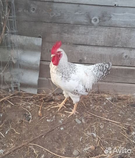 Молодые петушки породы Барковская барвистая