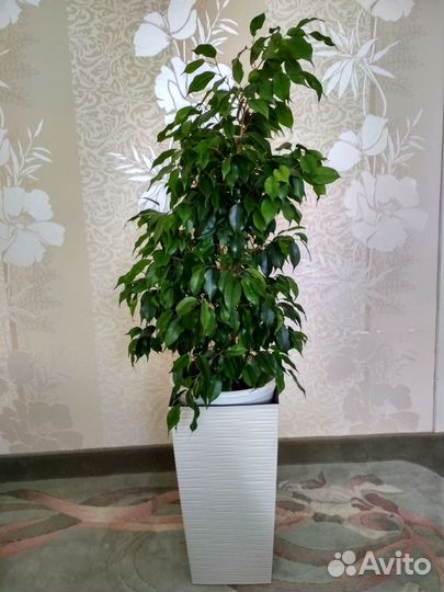 Фикус Бенджамина Даниэль