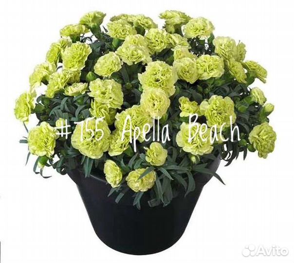 Гвоздика Вегетативная в Ассортименте