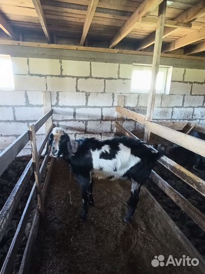 Нубийский козел