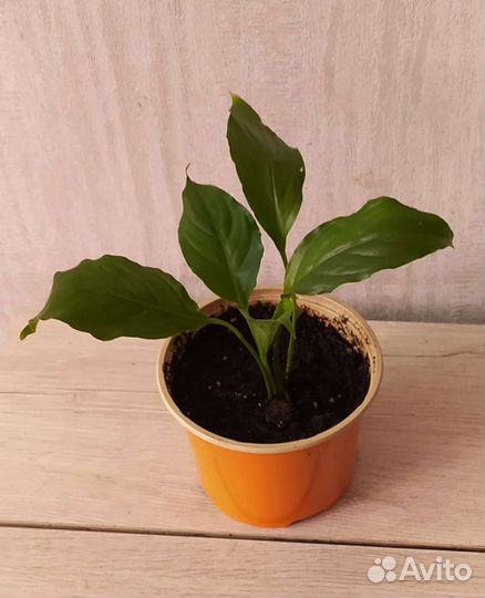 Спатифиллум - женское счастье (отростки)