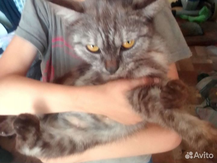 Кошка Шотландская