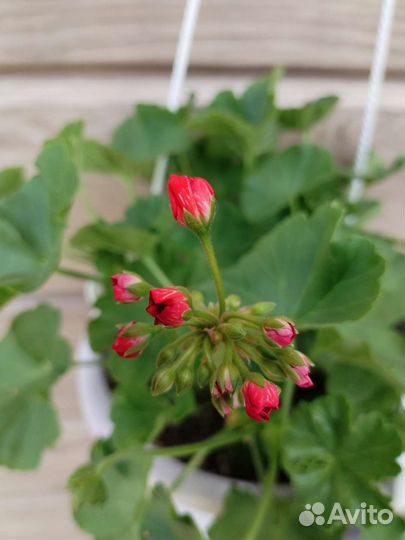 Пеларгония