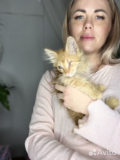 Котята остались без глаз. Ищем семью