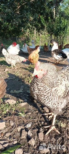 Куры несушки
