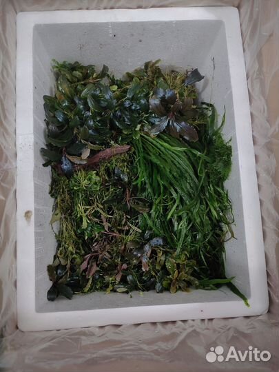 Буцефоландры набор