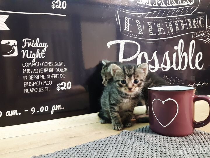 Отдам котенка в добрые руки
