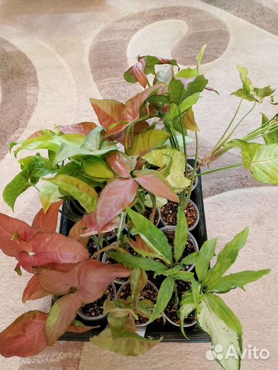 Сингониумы