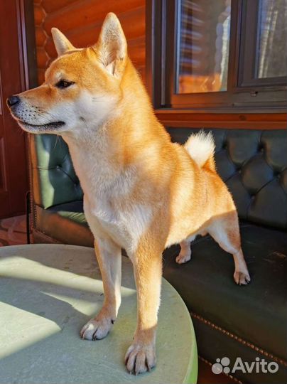 Сиба ину кобель вязка