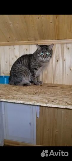 Котик полосатый бесплатно