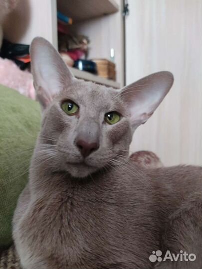 Ориентальный кот вязка