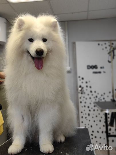 Груминг/Стрижка собак и кошек