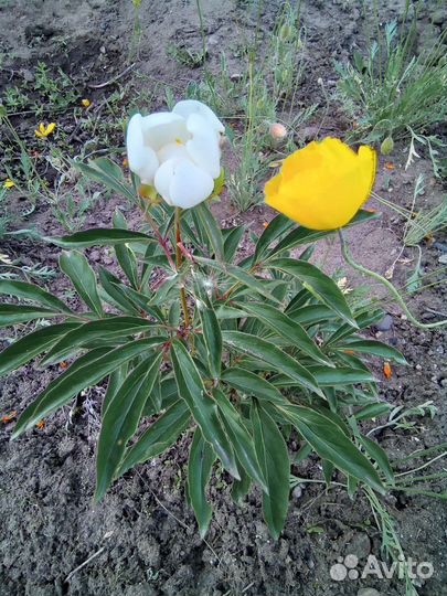 Пион Марьин корень