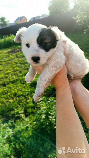 Щенки дворняжки