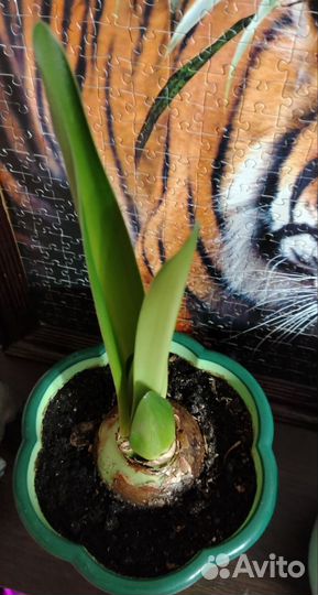 Гиппеаструм цветущий