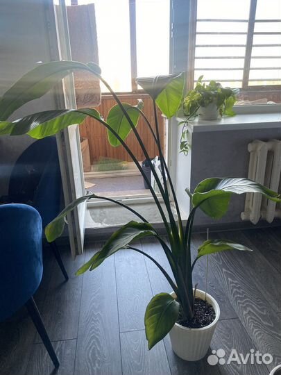 Стрелиция николая