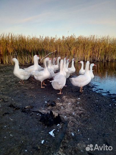 Овечки Гуси