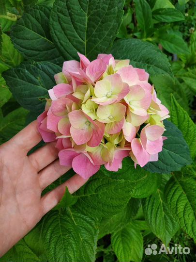 Гортензия Бесконечное лето