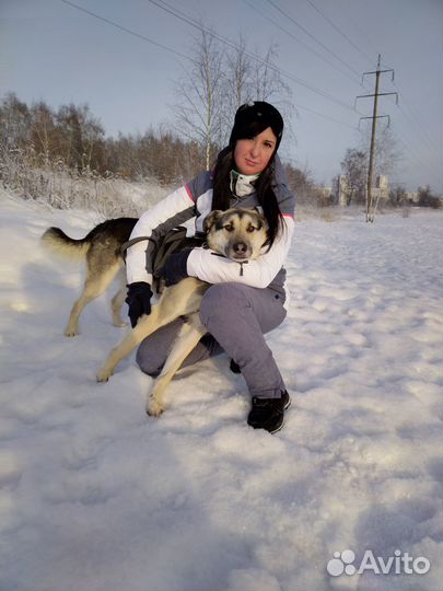 Собака из приюта Грэй хочет домой