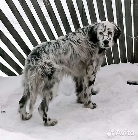 Вязка английский сеттер