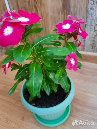 Катарантус