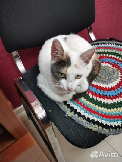 Молодая кошечка