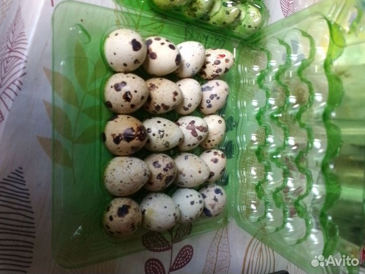 Яйцо перепелинное