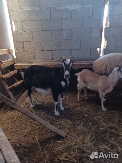 Козы дойные и баран