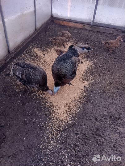 Индюк и индюшка