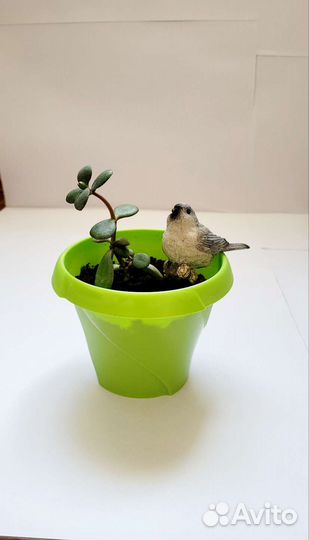 Толстянка или денежное дерево