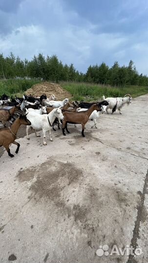Нубийские козы