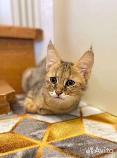 Котенок чаузи ф1