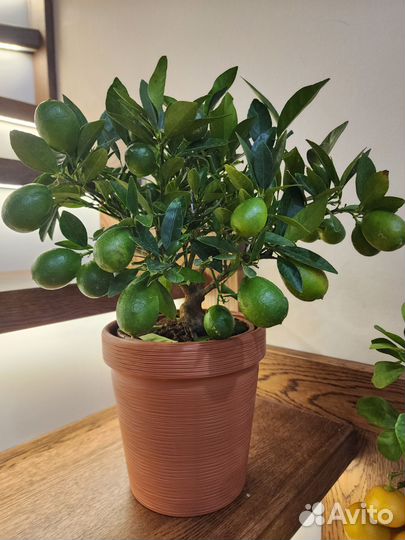 Цитрус каламондин