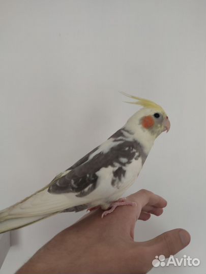 Попугай корелла мальчик 4 месяца