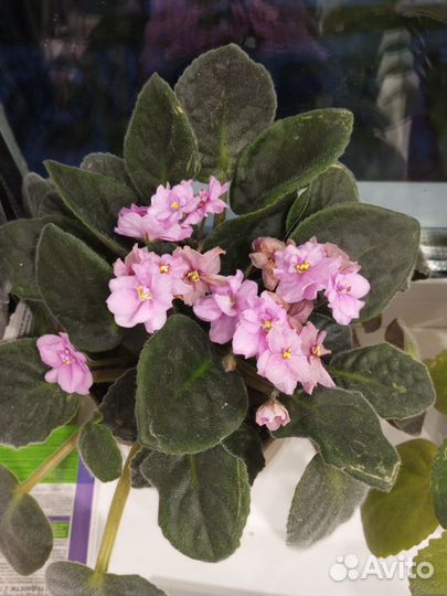 Глоксиния, фиалка