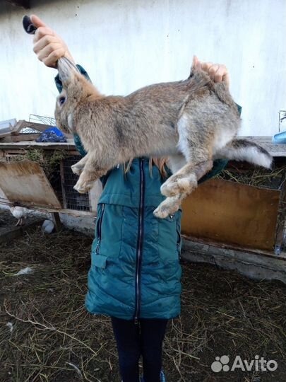 Продам кроликов