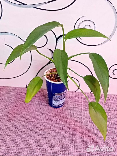 Комнатные растения 02